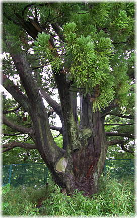 画像：鷹乃杜の亀杉