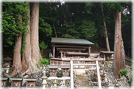 画像：十二社神社の三本杉