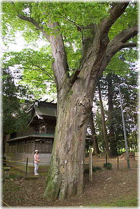 画像：素鵞神社の大欅（幹と並ぶ）