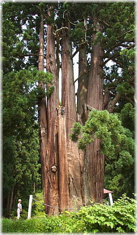 画像：外丸矢放神社の八本杉（幹と並ぶ）