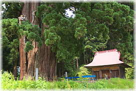 画像：画像：外丸矢放神社の八本杉