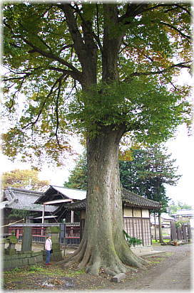 画像：友沼八幡神社のケヤキ（幹と並ぶ）