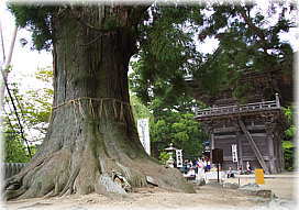 画像：筑波山神社の大杉_2