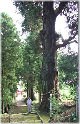 画像：大崎八幡神社の馬形杉（幹と並ぶ）