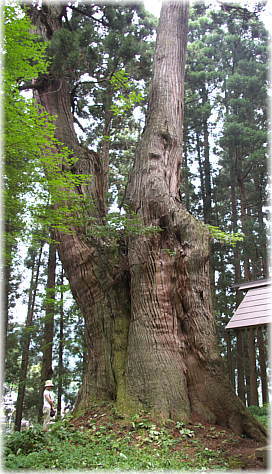 画像：弥彦神社の大杉（幹と並ぶ）