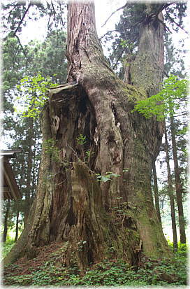 画像：弥彦神社の大杉