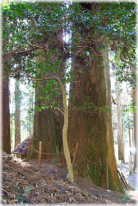 画像：柳島八幡神社の二本スギ