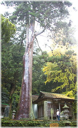 画像：湯泉神社の大杉
