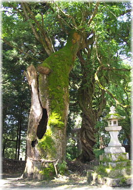 画像：阿上三所神社のケヤキと大フジ
