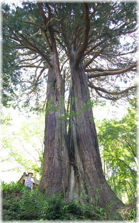 画像：朝倉神社の大杉（幹と並ぶ１）