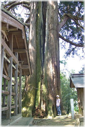 画像：朝倉神社の大杉（幹と並ぶ２）