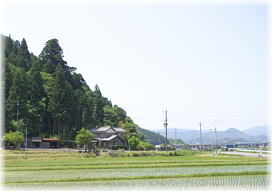 画像：朝倉神社の大杉（遠景）