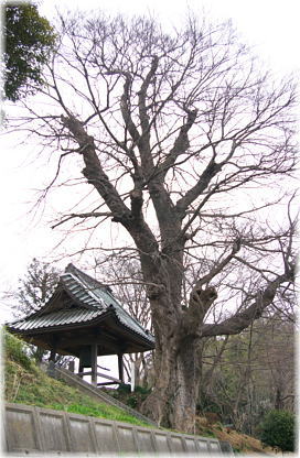 画像：大円寺のムクノキ（全景）