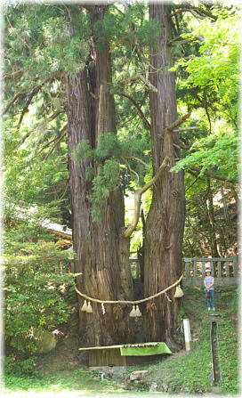 画像：導観稲荷神社のスギ（幹と並ぶ）