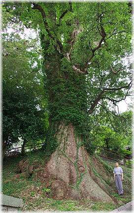 画像：恵蘇八幡宮の大樟（幹と並ぶ）