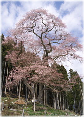 画像：古内の桜（全景）