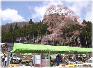 画像：古内の桜とイベント用テント