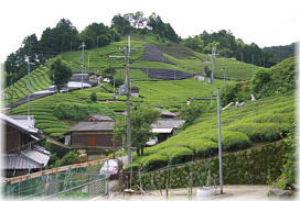 画像：八坂神社周辺に広がる茶畑