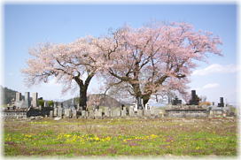 画像：一ノ堰羽黒墓地の種蒔桜（全景１）