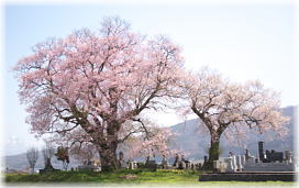 画像：一ノ堰羽黒墓地の種蒔桜（全景２）