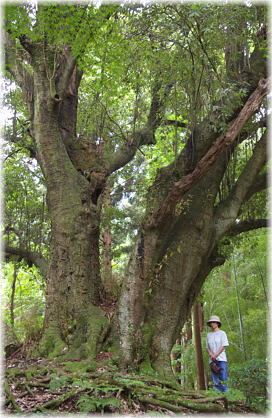 画像：羽黒神社のカシの木（幹と並ぶ）