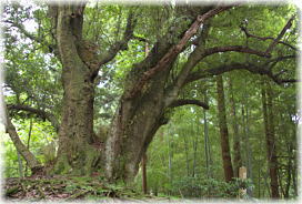 画像：羽黒神社のカシの木