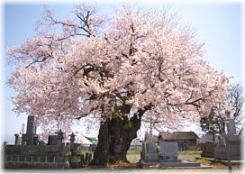 画像：東麻生の種蒔桜（全景１）