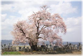 画像：東麻生の種蒔桜（全景２）