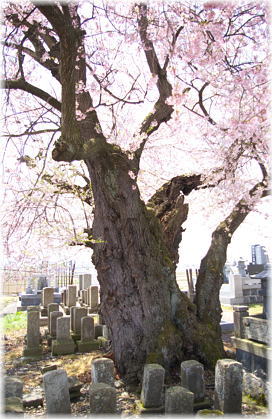 画像：東麻生の種蒔桜