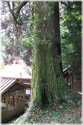 画像：平川神社の杉（本殿横の杉）