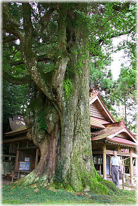 画像：平川神社の杉（拝殿前の杉）（幹と並ぶ）