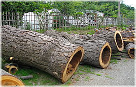 画像：伐採された弘前公園のマツ