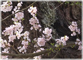 画像：下條の普賢象桜の花