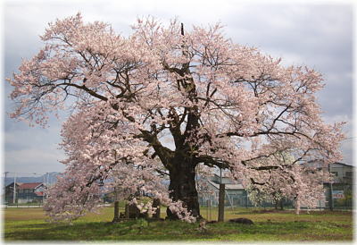画像：古御田神社の種蒔桜（全景１）