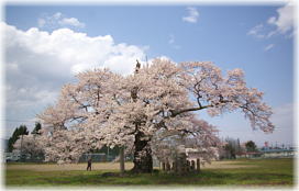 画像：古御田神社の種蒔桜（全景２）