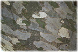 画像：池田のカゴノキ（樹皮）