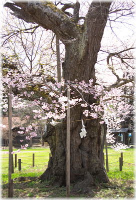 画像：伊佐須美神社の神代桜