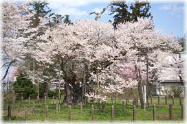 画像：伊佐須美神社の神代桜（全景）