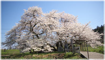 画像：石部桜（全景１）