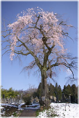 画像：石原のしだれ桜（全景〜道路側から）