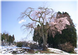画像：石原のしだれ桜（全景〜南西側から）
