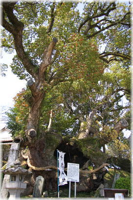 画像：十六神社のクスノキ