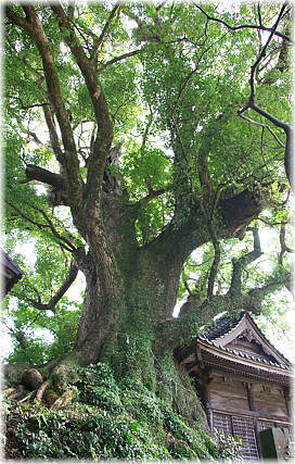 画像：釜屋神社の楠
