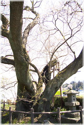 画像：上津の姥桜