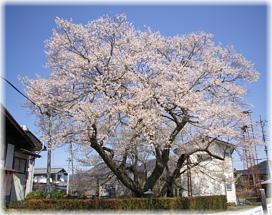 画像：上津の姥桜（全景）