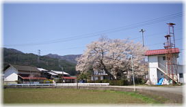 画像：上津の姥桜（遠景）