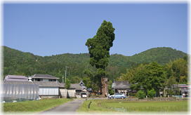 画像：吉備津神社のスギ（遠景）