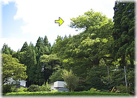 画像：木戸石八幡神社のケヤキ（全景）