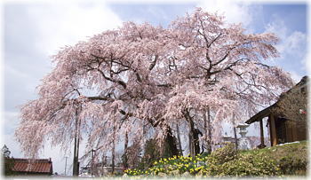 画像：金毘羅桜（全景）