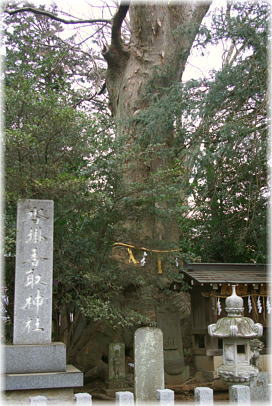 画像：沓掛香取神社のケヤキ